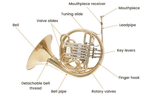 Sound Of A French Horn | ecotidien.fr