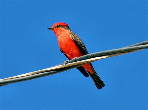 The Vermilion Flycatcher - Optics4Birding Nature Blog