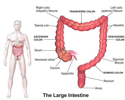 Terminal Ileum Cecum