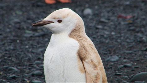 Rare Albino Penguin Spotted Chilling on the Shores of Antarctica