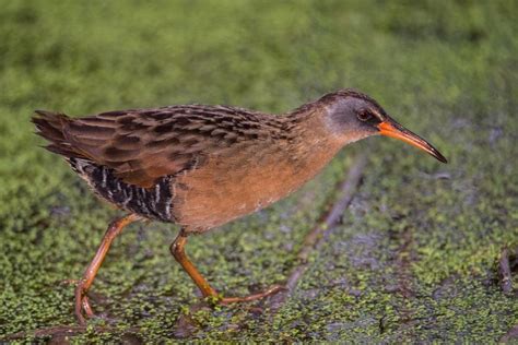 Virginia Rail by Peter Bartlett - Photo 150473517 / 500px | Beautiful birds, Shorebirds, Small birds