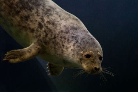 The Saimaa ringed seal (Phoca hispida saimensis) is a subspecies of the ringed seal and exists ...