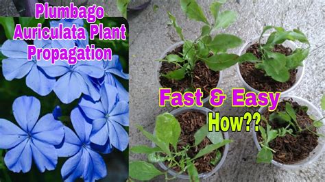 How to propagate Plumbago Auriculata from cuttings - YouTube