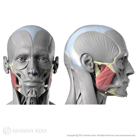 Masseter | Encyclopedia | Anatomy.app | Learn anatomy | 3D models ...