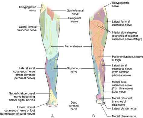 Ilioinguinal, Iliohypogastric, and Genitofemoral Nerves and Lateral ...