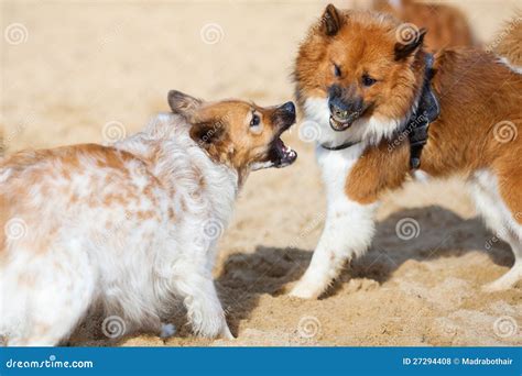 Two Elo Dogs Barking at Each Other Stock Photo - Image of outdoor, contention: 27294408