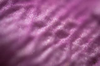 Magenta Waves | Extreme close-up of a faded red rose petal. … | Flickr