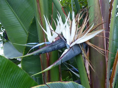 White bird of paradise - mvlasopa