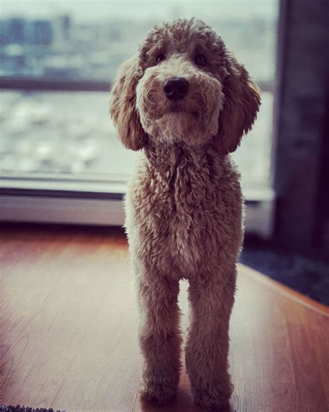 The Best Groodle Guide (Goldendoodle)