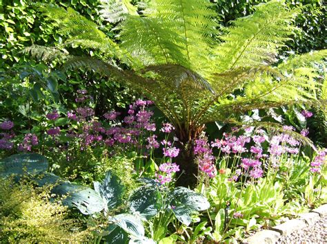 tree fern | Tree fern, Garden design, Ferns for sale