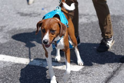 3 exercises to help calm leash reactive dogs