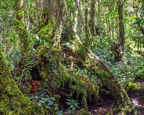 THE 5 BEST Cameron Highlands Hiking Trails (Updated 2024)