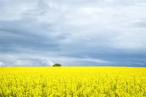 Field of Yellow | I was driving south in Idaho and this fiel… | Flickr