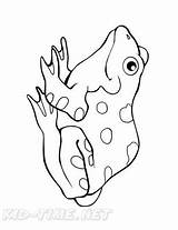 Realistic Frog Coloring Book Page sketch template