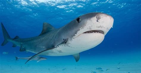 Terrifying Moment: Tiger Shark Attacks Surfer Off The Coast Of Hawaii ...