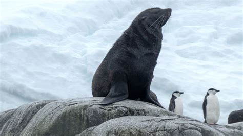 Antarctica Explorer with Viking - Platinum Cruising