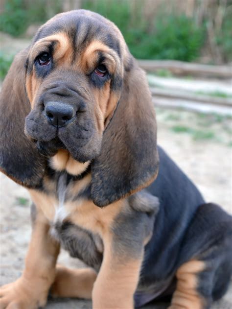 Best Dog Food For Bloodhounds | Dog Food Guru