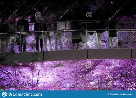 People In Silhouette To See The Sights And Going To See Cherry Blossoms At Night Royalty-Free ...