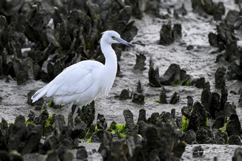 Little Blue Heron....juvenile | Backcountry Gallery Photography Forums