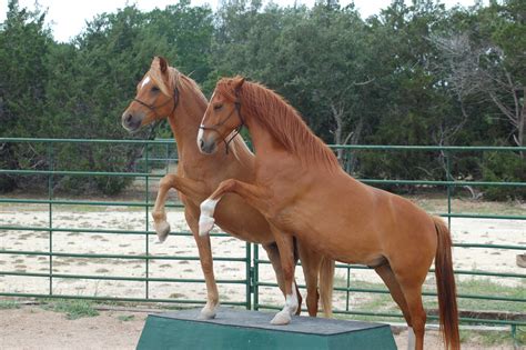 TRICK HORSE TRAINING - imagineahorse.com