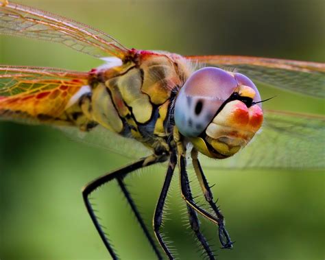 Interview with an Insect Photographer | Rory Lewis