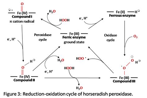 Horseradish Peroxidase - Chemistry LibreTexts