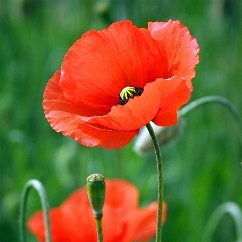 Poppy... | Poppy flower, Poppy photography, Beautiful flowers