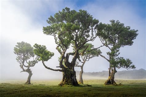 25 Photos of Madeira's Dreamy Fanal Forest by Albert Dros