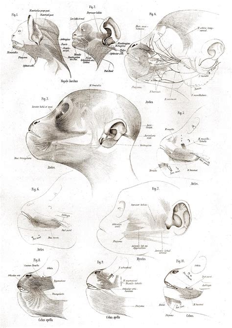 Figs 1, 2: head muscles of a Common marmoset; Figs 3-6: head muscles of a species of spider ...