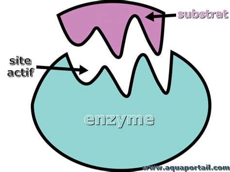 Enzyme : définition et explications