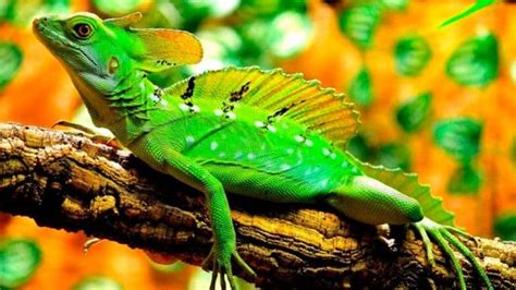 REPTILES | Características, clasificación, alimentación y 30 ejemplos