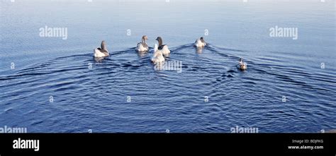 Geese and Ducks Swimming Stock Photo - Alamy