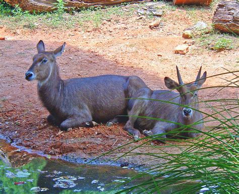 Animals Zoo Atlanta | Flickr - Photo Sharing!