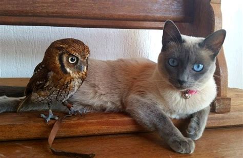 Best Buds: Cat and Owl Form Unlikely Friendship | BeChewy