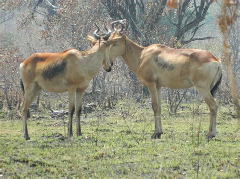 Department of National Parks & Wildlife - Zambia Tourism