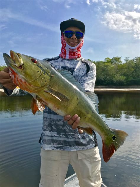 10 pound Amazon peacock bass caught yesterday : r/Fishing