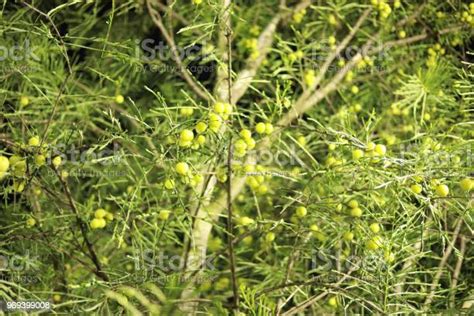 Indian Gooseberry Or Amla Or Amalaka On Tree With Suns Ray Stock Photo - Download Image Now - iStock