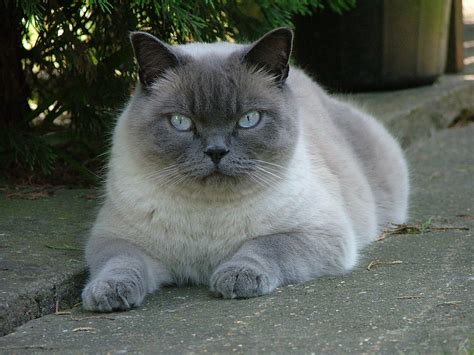 A Day With A Cat Fanatic: Brilliant British Shorthair