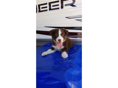 3 loving Border Collie Puppies up for adoption San Benito - Puppies for Sale Near Me