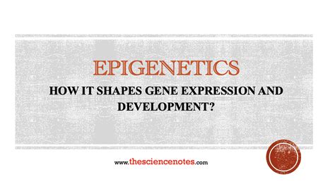 Epigenetics: How It Shapes Gene Expression and Development