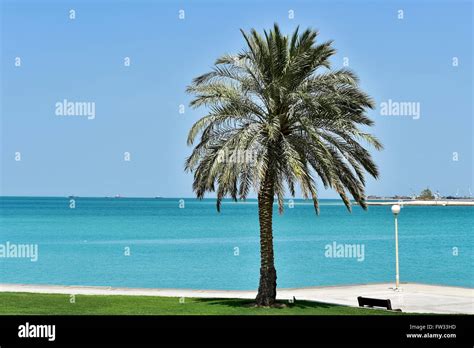 Doha Corniche promenade with a palm, Doha, Qatar Stock Photo - Alamy