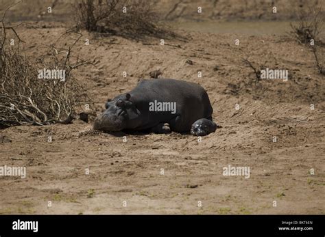 Hippopotamus baby hi-res stock photography and images - Alamy