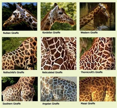 The Social Deconstruction of Giraffes: Giraffe Speciesism