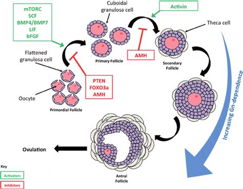 Primordial Follicle Model