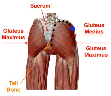 Releasing Myofascial Restriction for Yoga: TFL | soma system®