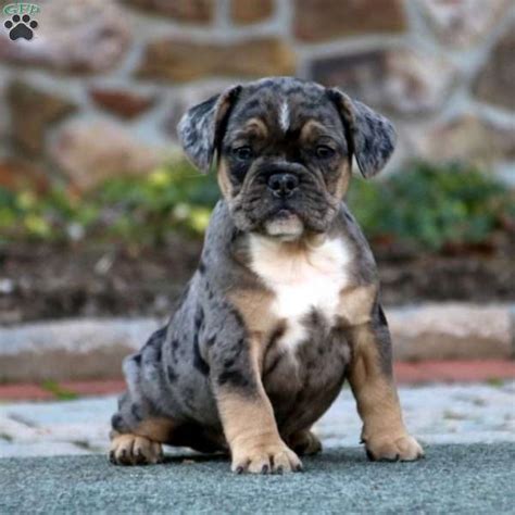 French Bulldog Poodle Mix Puppies