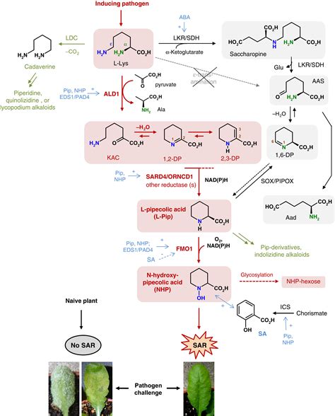 l‐lysine metabolism to N‐hydroxypipecolic acid: an integral immune‐activating pathway in plants ...