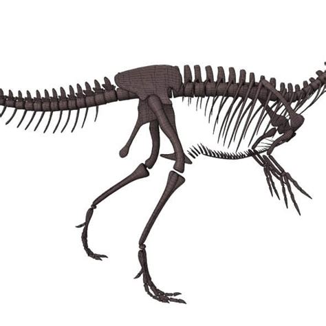 Allosaurus Skeleton - 3D Model by ismetcam