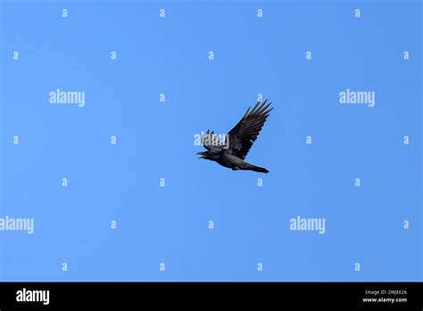 Mali wildlife hi-res stock photography and images - Alamy