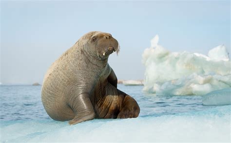 photoscope: polar bears and walrus of Svalbard/ Spitzberg